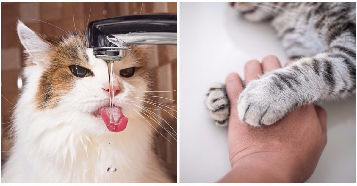 31 Choses Insolites Concernant Les Chats