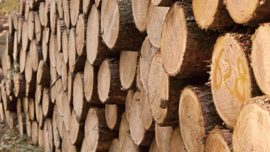 Illustration : Attention à l'arnaque au bois de chauffage qui fait son grand retour