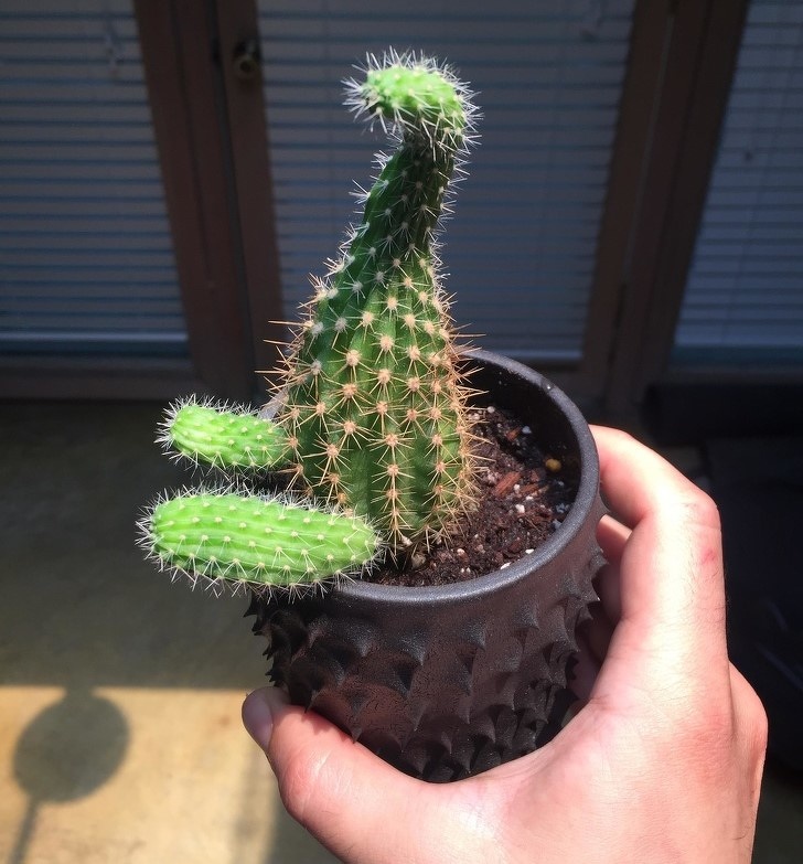Illustration de l'article : Ces 20 photos qui montrent que la nature peut aussi plaisanter