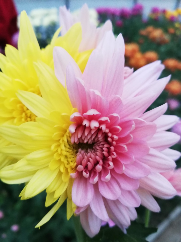 Illustration de l'article : Ces 26 photos qu'il n'était pas possible de prendre autrefois