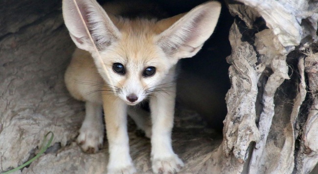 Sauriez Vous Reconnaitre A Quelle Espece Appartiennent Ces 18 Bebes Animaux