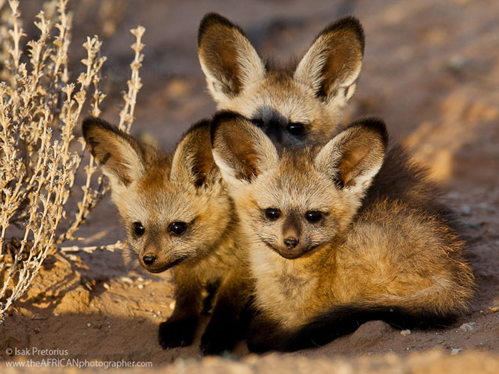 40 Bebes Animaux Que Vous Ne Connaissez Pas Encore