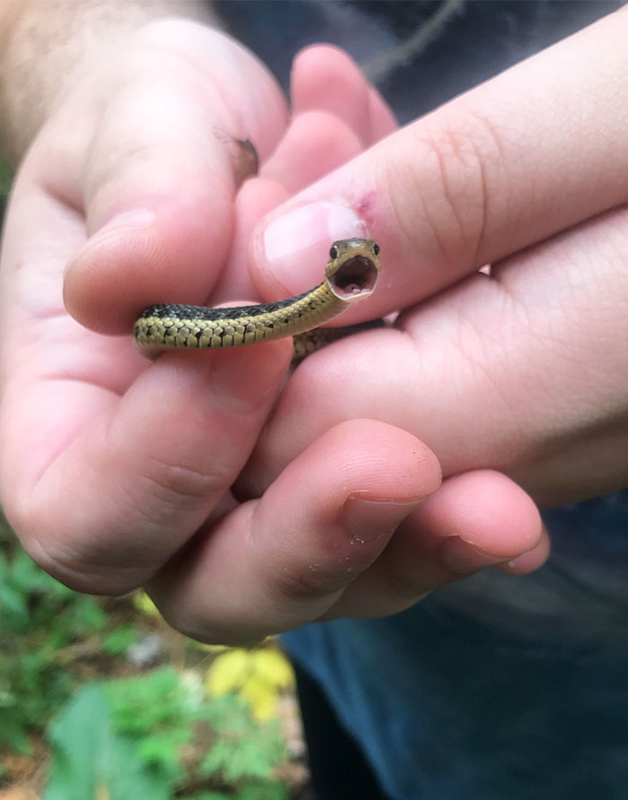 Serpents Qui Vous Aideront Surement A Dedramatiser Les Reptiles