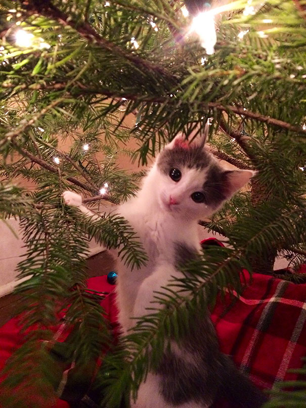 Chiens Et Chats Qui Ont Ruine Noel En S En Prenant Au Sapin