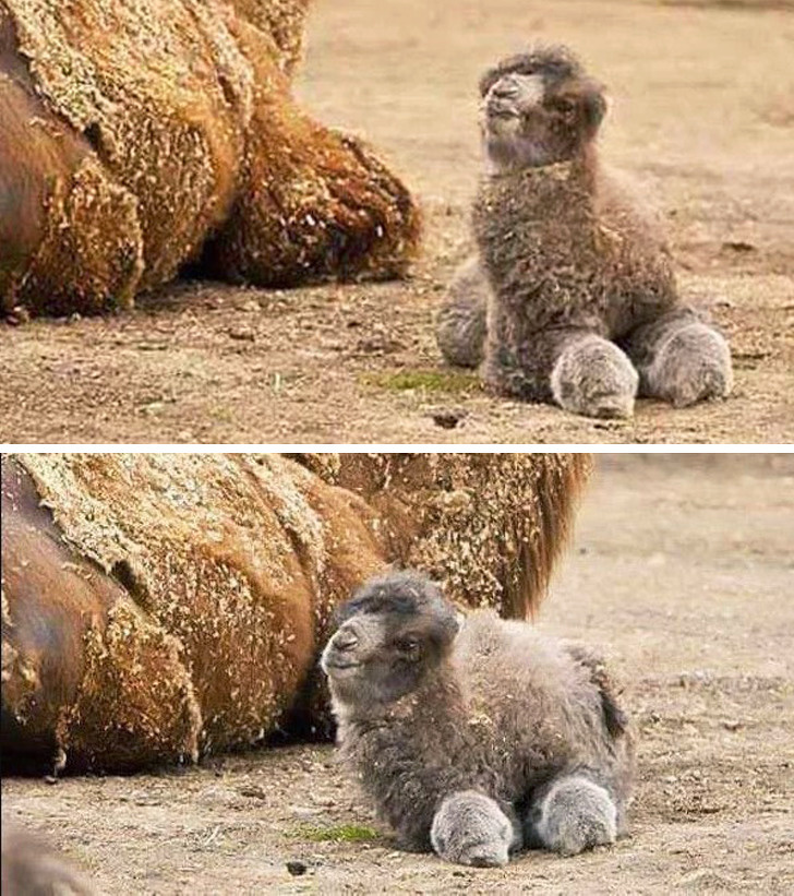 Illustration de l'article : Ces 26 photos qu'il n'était pas possible de prendre autrefois