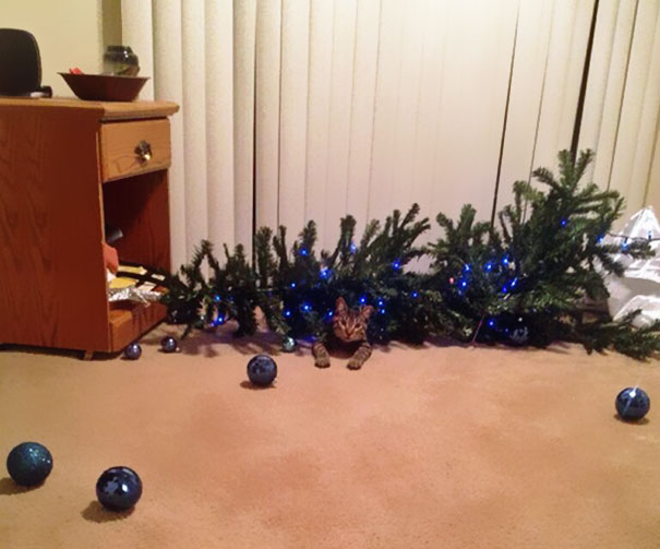 Chiens Et Chats Qui Ont Ruine Noel En S En Prenant Au Sapin