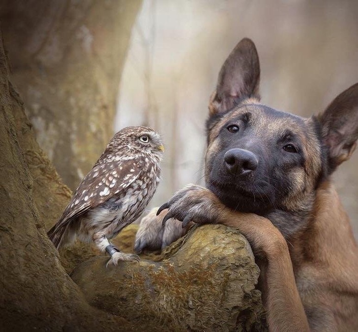 Ces 18 Photos D Animaux Trop Mignons