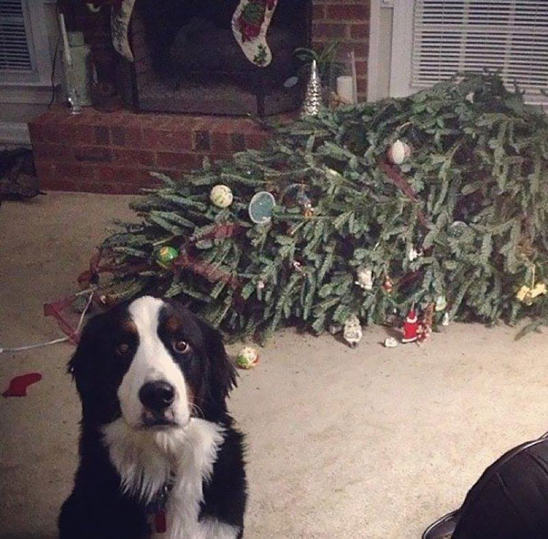 Chiens Et Chats Qui Ont Ruine Noel En S En Prenant Au Sapin