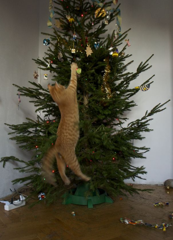 Chiens Et Chats Qui Ont Ruine Noel En S En Prenant Au Sapin