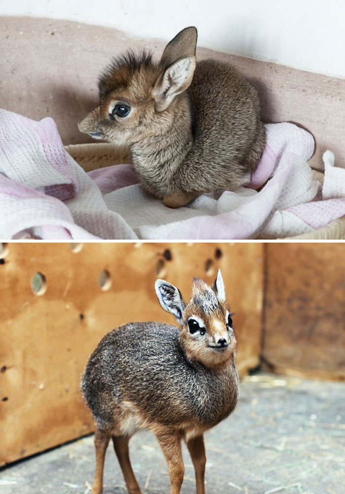 40 Bebes Animaux Que Vous Ne Connaissez Pas Encore