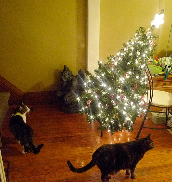 Chiens Et Chats Qui Ont Ruine Noel En S En Prenant Au Sapin